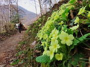 Festa di fiori sui sentieri per il Monte Ubione-6 marzo 2026-FOTOGALLERY